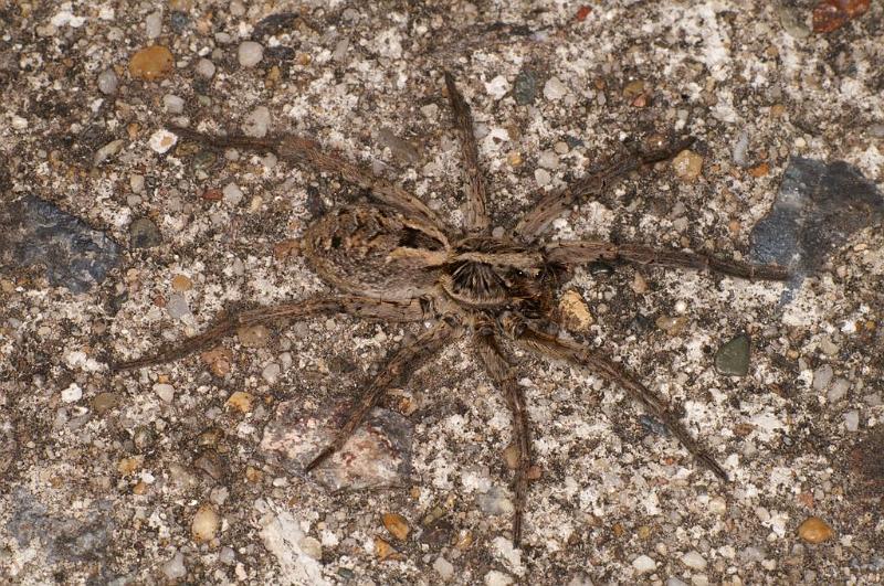 Lycosa_godeffroyi_D7207_Z_91_Kidmans camp_Australie.jpg